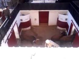 Resultado de imagen de imagenes de toros en los corrales de la plaza de las ventas