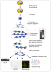 Protocol for the fast chromatin immunoprecipitation (ChIP) method