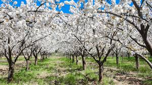 ¿Cuándo comienza la primavera en España en 2026? El equinoccio de primavera y su significado astronómico