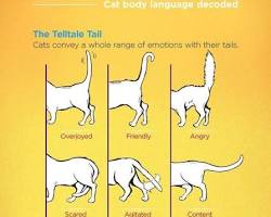 cat showing different body language cuesの画像