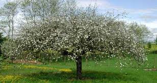 Résultat de recherche d'images pour "pommier avec des pommes"