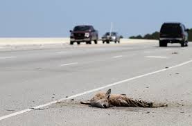 「human roadkill」の画像検索結果