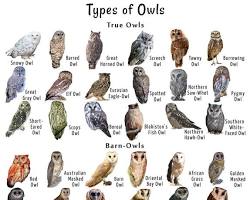 various owl speciesの画像