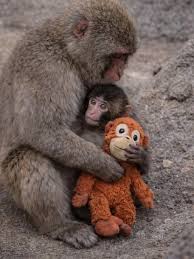 punch #punchmonkey #ichikawazoo #wwf #poweroflove