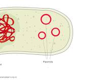 صورة Nucleoid in bacteria
