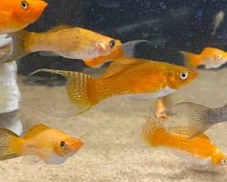 Image of Lyretail Molly fish