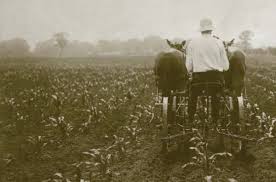 Image result for horse drawn cultivator pictures