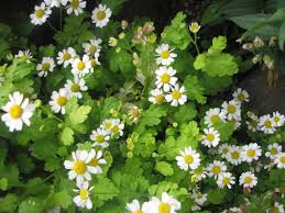 Image result for feverfew