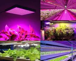 Đèn LED được sử dụng để trồng cây
