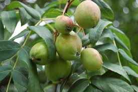 fruits gardens ile ilgili görsel sonucu