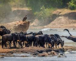 Imagem de Serengeti, Tanzânia