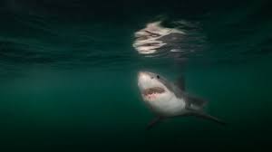 National Geographic - News update