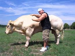 Image result for belgian blue bull meat