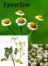 Image result for feverfew