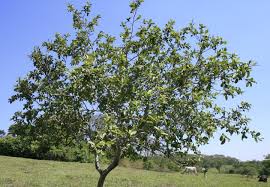 Image result for sagwan image green tree image