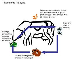 Image result for "ringworm in cattle"