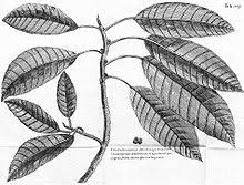 Resultado de imagem para fig wasps in florida