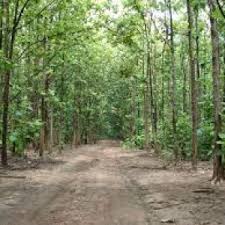 Image result for sagwan image green tree image