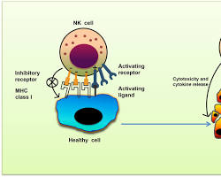 NK Cell Missing Self Hypothesis