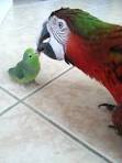 pictures of 2 parrots kissing images of lovers embracing