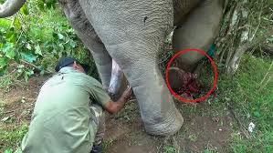 Heroic Rescue Treating an Injured Elephant in the Wild ...