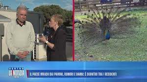 Trend Google: punta marina