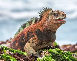 Image de Iguanes marins des Galapagos