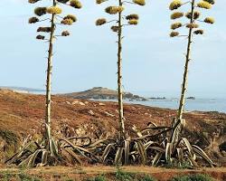 Image of Century Plant