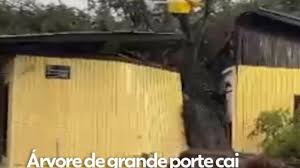 Árvore cai sobre casa e divide residência ao meio na Serra Gaúcha: 'Foi muito rápido', diz morador; VÍDEO