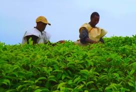 Image result for burundi