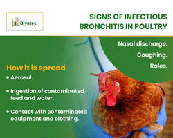 Gambar Infectious bronchitis in chicken
