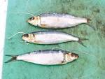 Spanish sardines bait