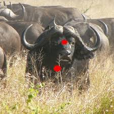 Image result for cape buffalo