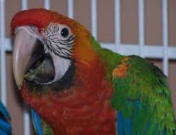 Image result for baby macaw parrot for sale
