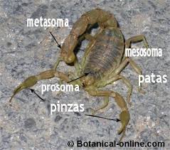 Resultado de imagem para tipos de escorpiones