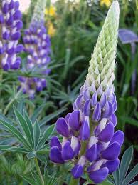 Image result for lupine