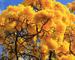 Image of Golden Trumpet Tree in Texas