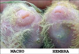 Resultado de imagen de como reconocer pollos machos y hembras