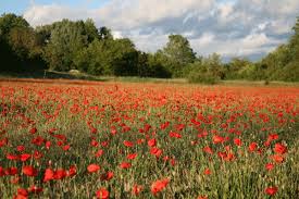 Poppy Field
