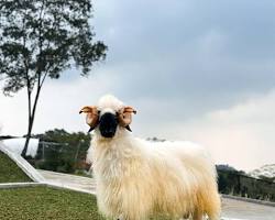 Gambar Domba Valais Blacknose di Bukit Domba Sentul