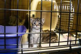 Animales de compañía no son juguetes: llaman a no regalar perritos y gatitos en temporada navideña