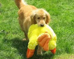 large dog playing with a toyの画像