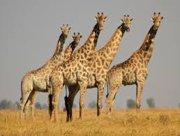 Image result for Giraffes, Zebras Face Surprising Top Threat: Hunting