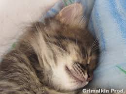 images?q=tbn:ANd9GcS_yMFIZyu3moKyu9x5FkIyyv5IlpD7_vCNXDYN5zbB4hB0ClEA