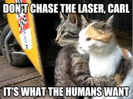 Image result for Animal Meme