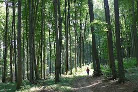 Bildergebnis für Riederberg