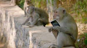 Image result for MONKEYS