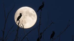 National Geographic Latinoamérica - News update