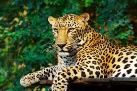 Image result for the leopard cannot change its spots