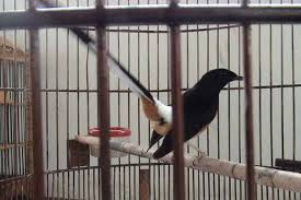 Hasil gambar untuk murai batu